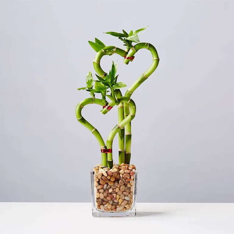 Sweet heart bamboo plant anniversary gift for couples who have everything