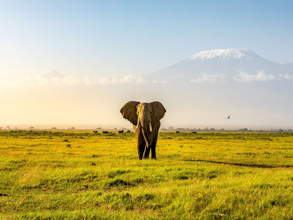 Elephant in Kenya