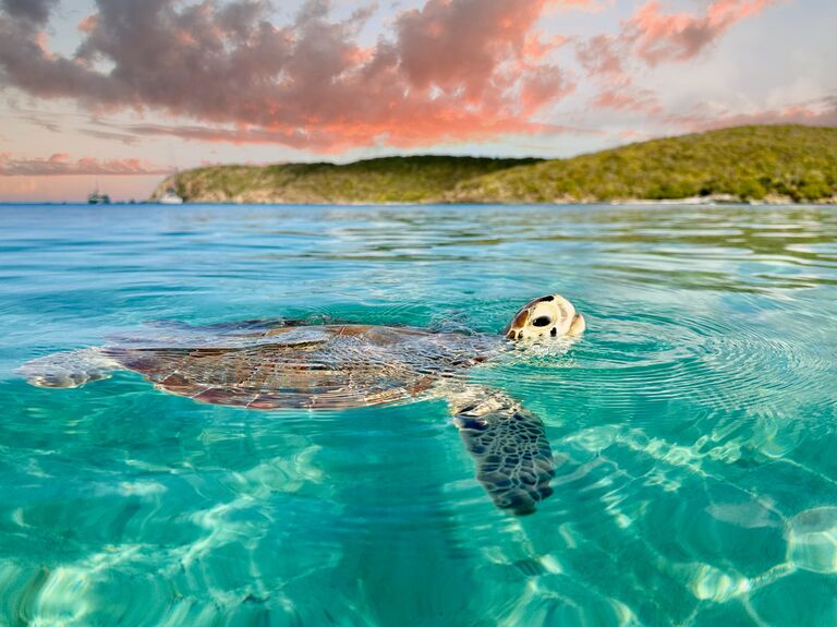 Sea turtle in the caribbean
