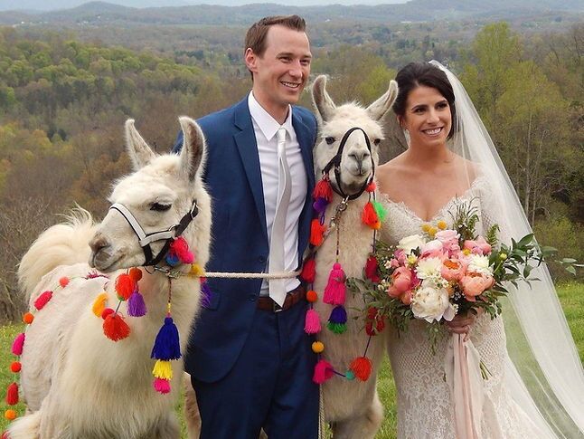 Couple with llamas on their big day