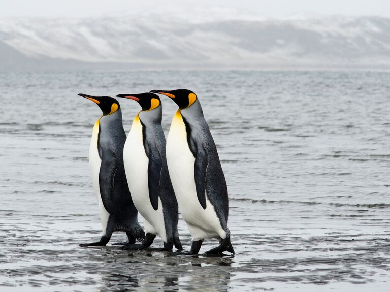 Patagonia Honeymoon Guide - Penguins